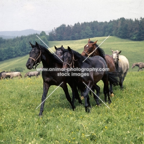 Lipizzaner and austrian half bred colts at stubalm, piber