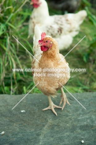 Columbine chicken (a hybrid bred from Cream Legbar/Arucana stock)