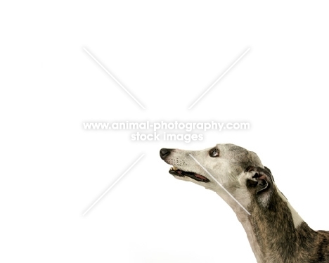 American Show Bred Whippet
