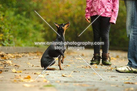 Miniature Pinscher looking at people