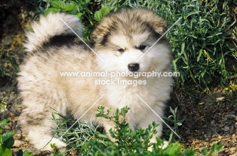 Alaskan Malamute puppy