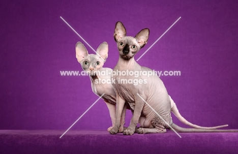 two Sphynx cats on purple background