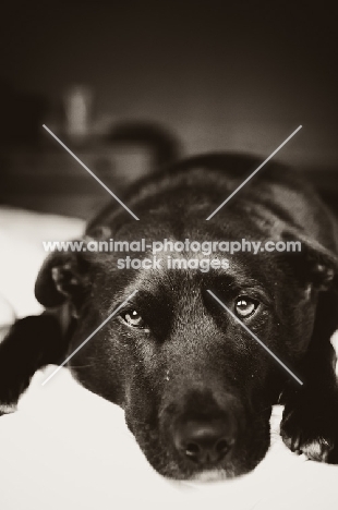 black Staffordshire Bull Terrier lying down