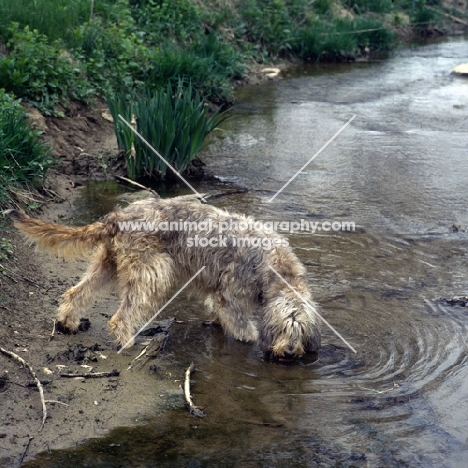  am ch billekin amanda grizzlet ,otterhound drinking from a river bank