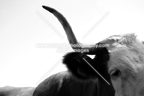 cow with long horns