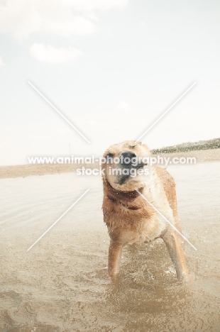 Mongrel shaking off water