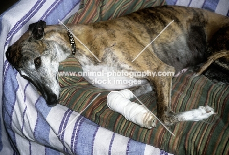 injured greyhound resting on bed