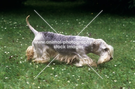 ch bora lovu zdar, cesky terrier searching