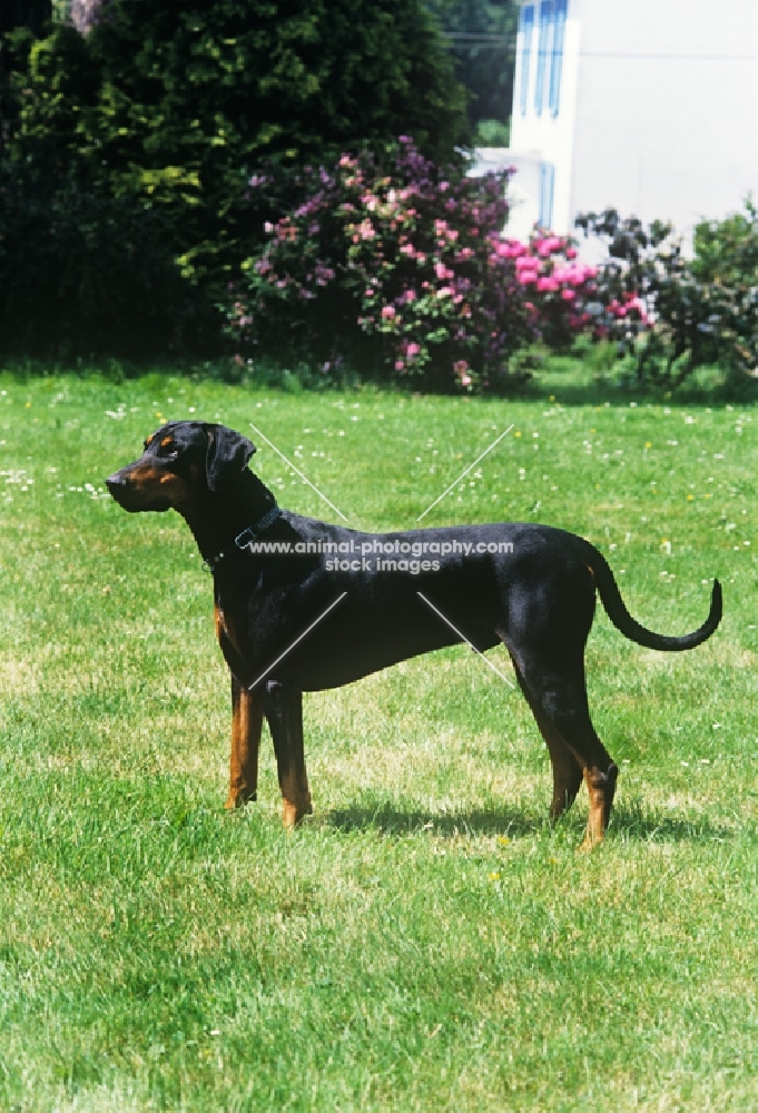 dobermann standing on grass