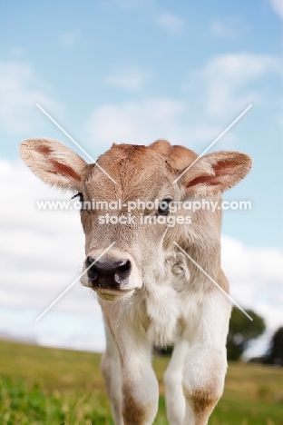Swiss brown calf looking at camera