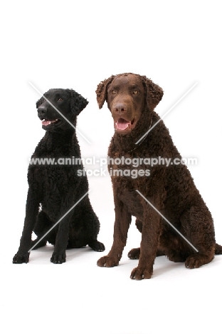 two Curly Coated Retrievers