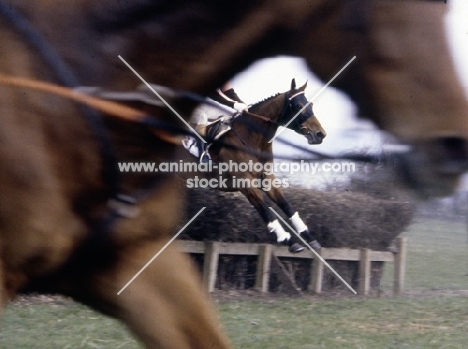 oxford university point to point with loose horse in foreground