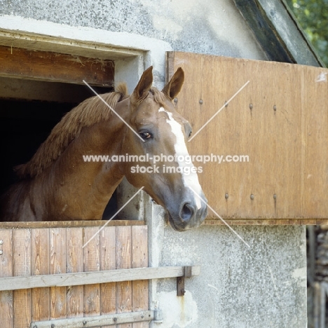 Gelderland looking out of stable in Holland