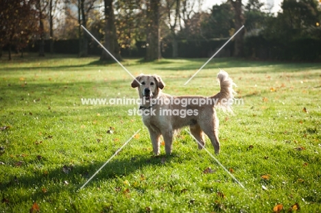 Golden Retriever in field