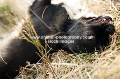 long-haired Chihuahua lying on grass