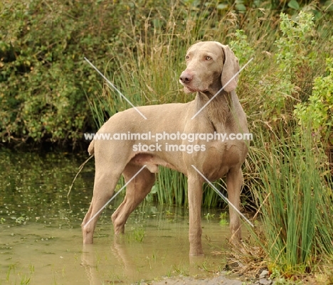 Weimaraner standing in water