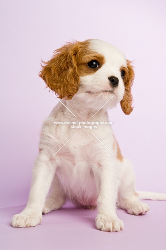 Cavalier king charles spaniel puppy isolated on a purple background