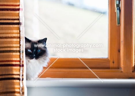 Ragdoll behind curtain