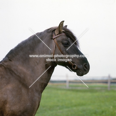 lis, konik stallion in poland