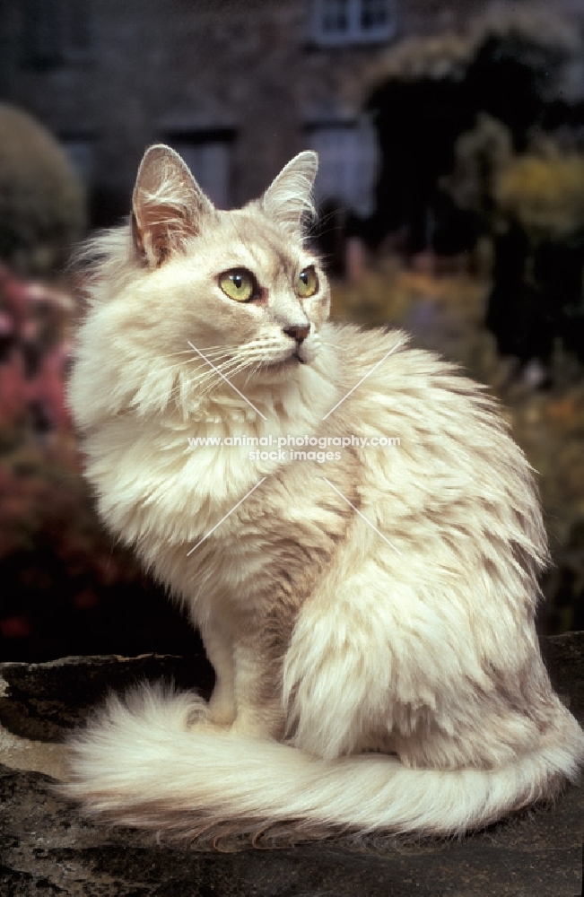 fluffy chocolate shaded Tiffanie cat 