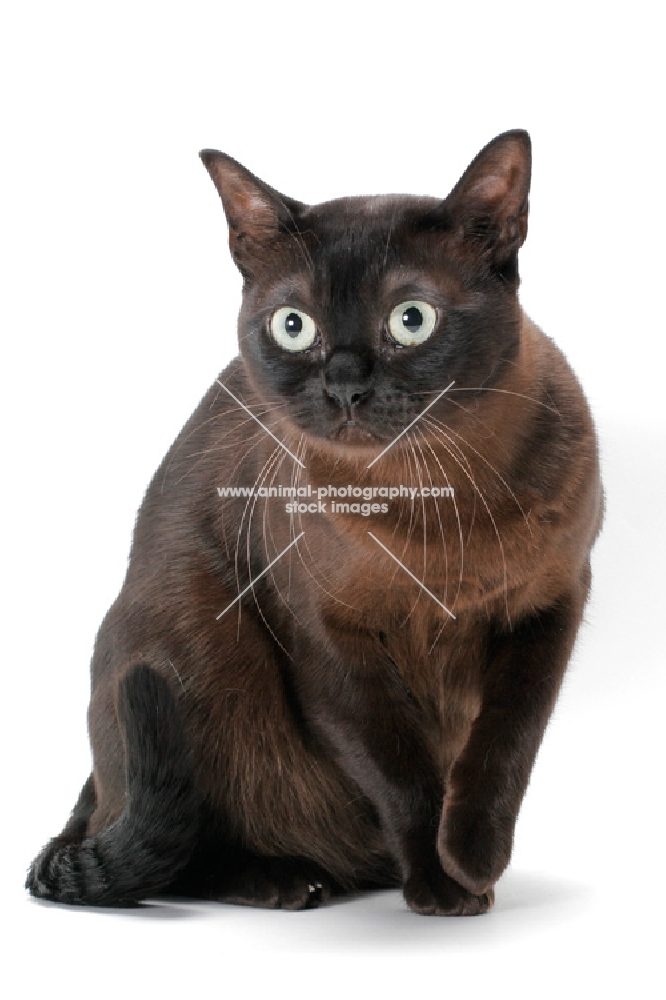 sable coloured Burmese cat