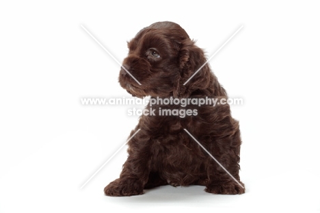 chocolate American Cocker Spaniel puppy sitting on white background