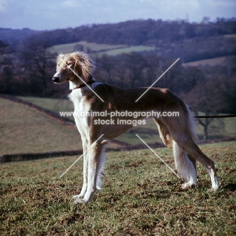 a saluki from windswift