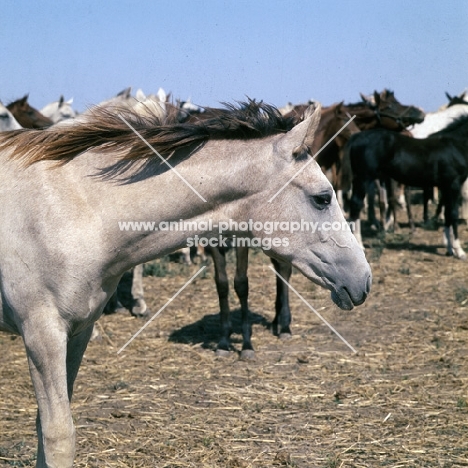tersk foal in taboon at stavropol stud, russia