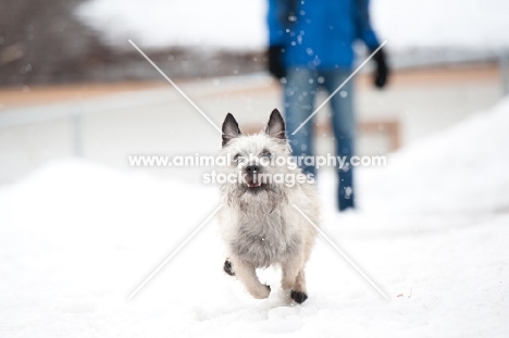 Wheaten Cairn terrier running in snowy yard with owner in the background.
