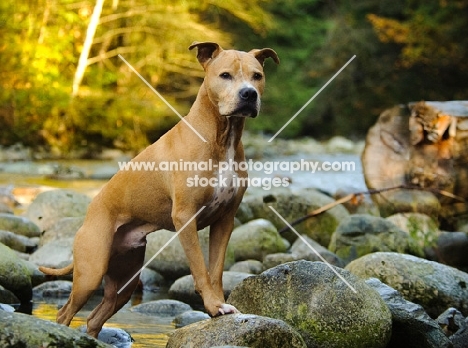 American Pit Bull Terrier on rocks