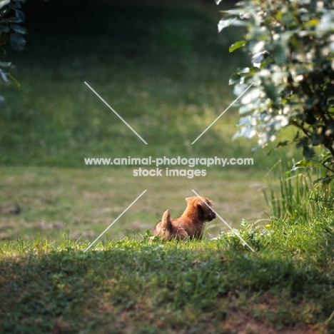 norfolk terrier puppy at 10 weeks