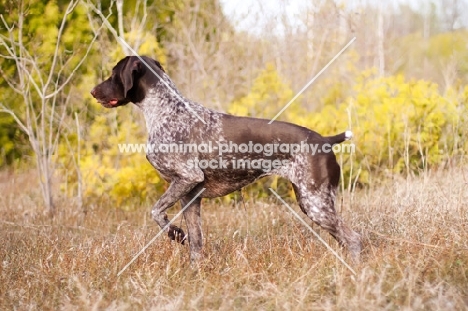 German Shorthaired Pointer pointing in field