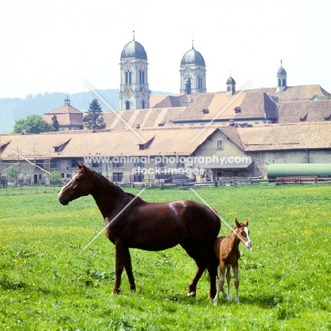 Einsiedler mare with foal with kloster einsiedeln in background