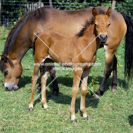 Frithesden Fairy Flax, Exmoor mare with her Arab cross foal