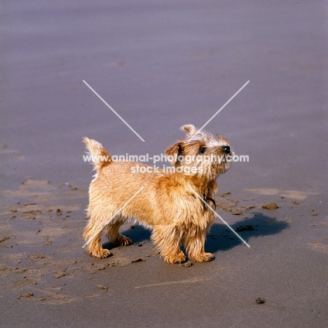 norfolk terrier standing on a beach