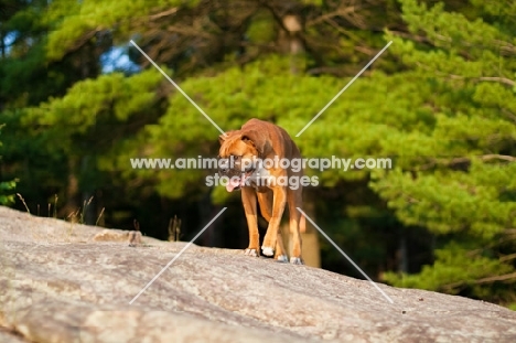 Boxer walking on rocks