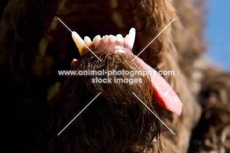 teeth close up of poodle