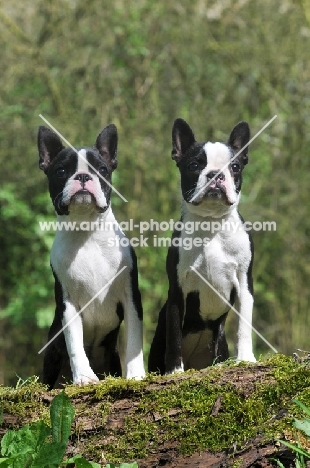 two Boston Terriers