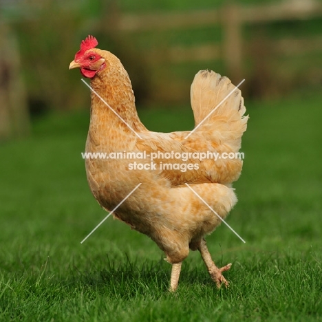 hen taking a walk