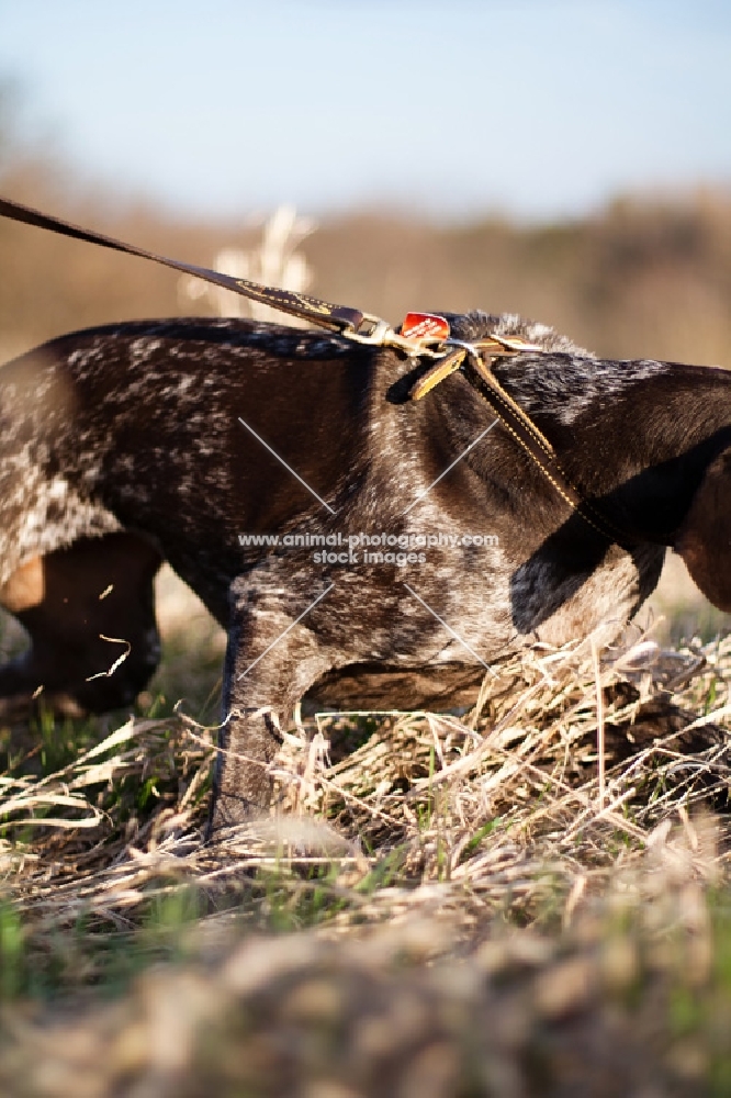 German Shorhaired Pointer pulling on leash