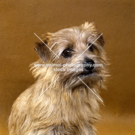 norfolk terrier head portrait
