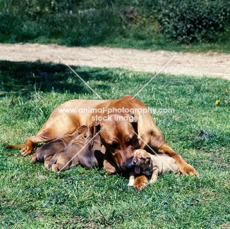 rhodesian ridgeback bitch with puppies feeding from mother