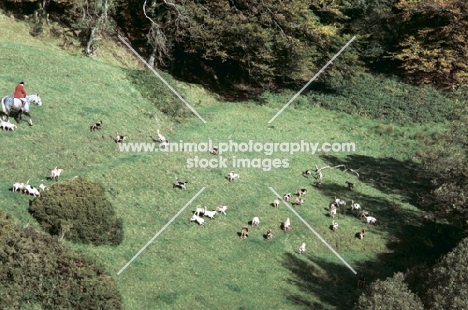 exmoor foxhound pack on a hillside on exmoor  with horse and rider