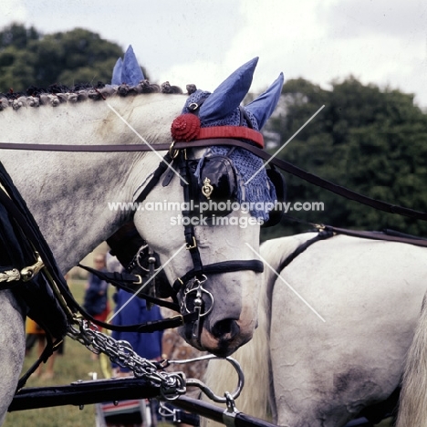 head study of one of the queen's horses with decorated ear caps at cirencester park,  carriage driving '75