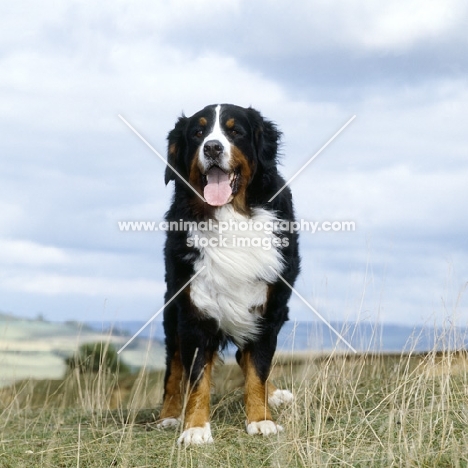 ch gillro jack flash of manadori, bernese mountain dog standing