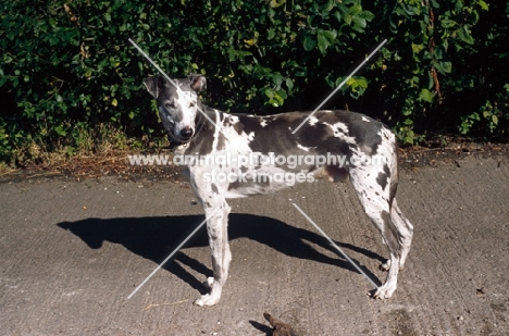lurcher - greyhound / border collie cross
