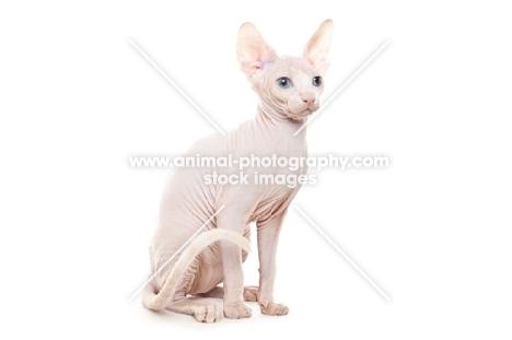 Sphynx kitten, four months old, sitting down