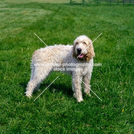 grand griffon vendeen standing on grass