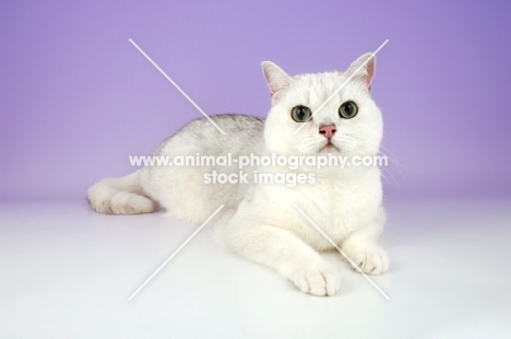 tipped british shorthair cat