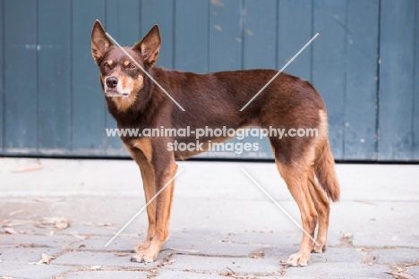 Kelpie side view